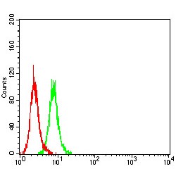 Sal-Like Protein 4 (SALL4) Antibody