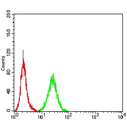 Nitric Oxide Synthase, Brain (NOS1) Antibody