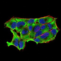 Nitric Oxide Synthase, Brain (NOS1) Antibody