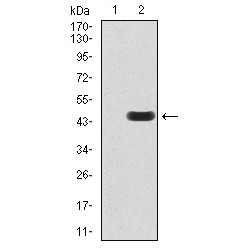 Nitric Oxide Synthase, Brain (NOS1) Antibody