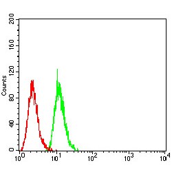 Sirtuin 7 (SIRT7) Antibody