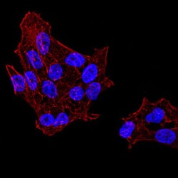 DExD-Box Helixase 39B (DDX39B) Antibody