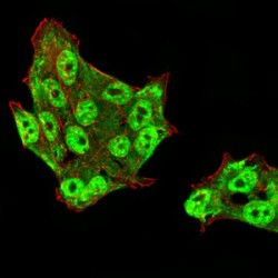 DExD-Box Helixase 39B (DDX39B) Antibody