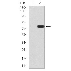 DExD-Box Helixase 39B (DDX39B) Antibody