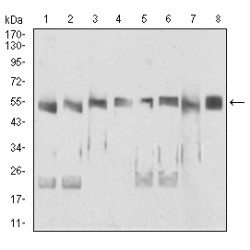 DExD-Box Helixase 39B (DDX39B) Antibody