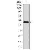 Western blot analysis of human Rab3a (1-220 AA) recombinant protein, using Rab3a antibody. Predicted MW: 50.9 kDa.