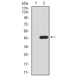 PR Domain Zinc Finger Protein 1 (PRDM1) Antibody