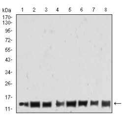 Histone H4 (HIST2H4A (20Me3)) Antibody