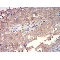 Protein Wnt-3a (WNT3A) Antibody