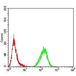 Methyl-CpG-Binding Protein 2 (MECP2) Antibody