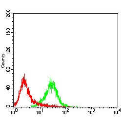 Tyrosine-Protein Phosphatase Non-Receptor Type 6 (PTPN6) Antibody