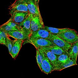 Tyrosine-Protein Phosphatase Non-Receptor Type 6 (PTPN6) Antibody