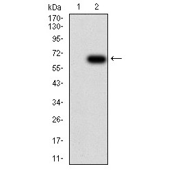 Tyrosine-Protein Phosphatase Non-Receptor Type 6 (PTPN6) Antibody