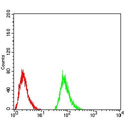 Thyrotropin Subunit Beta (TSHB) Antibody