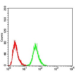 ATP-Dependent RNA Helicase DDX3X (DDX3X) Antibody