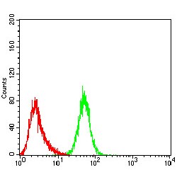 ATP-Dependent RNA Helicase DDX3X (DDX3X) Antibody