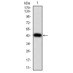 Serine/threonine-Protein Kinase ULK2 (ULK2) Antibody