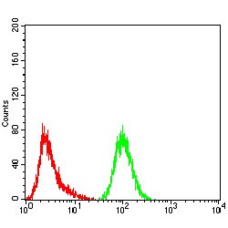 Glutamine Fructose-6-Phosphate Transaminase 1 (GFPT1) Antibody