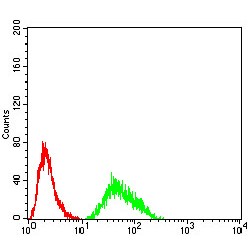 Lysine-Specific Demethylase 6A (KDM6A) Antibody