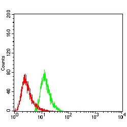 Histone Deacetylase 6 (HDAC6) Antibody