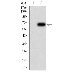 Histone Deacetylase 6 (HDAC6) Antibody