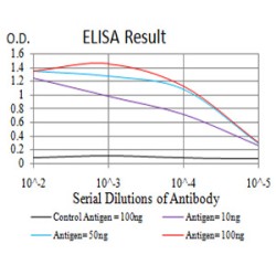 Cohesin Subunit Rad21 (RAD21) Antibody