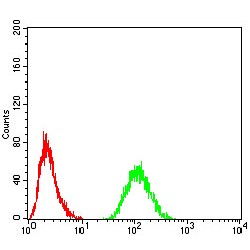 Cohesin Subunit Rad21 (RAD21) Antibody