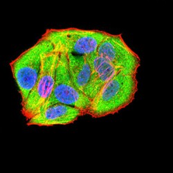 Cohesin Subunit Rad21 (RAD21) Antibody