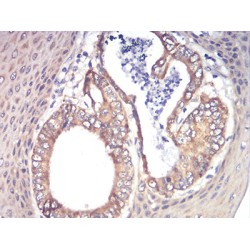 Cohesin Subunit Rad21 (RAD21) Antibody