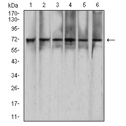 Cohesin Subunit Rad21 (RAD21) Antibody