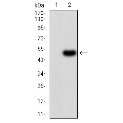 Renalase (RNLS) Antibody