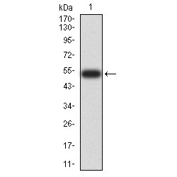 DNA (cytosine-5)-Methyltransferase 3-Like (DNMT3L) Antibody