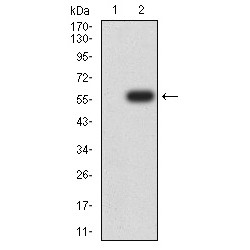 DNA (cytosine-5)-Methyltransferase 3-Like (DNMT3L) Antibody