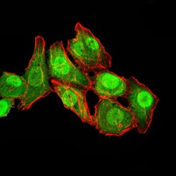 Guanosine Triphosphatase Ran (RAN) Antibody