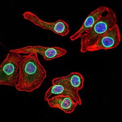 Lamin-B2 (LMNB2) Antibody