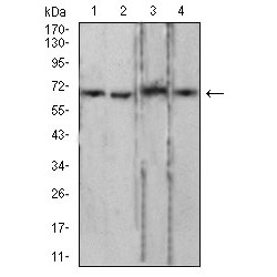 Lamin-B2 (LMNB2) Antibody