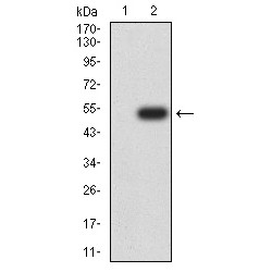 Lamin-B2 (LMNB2) Antibody