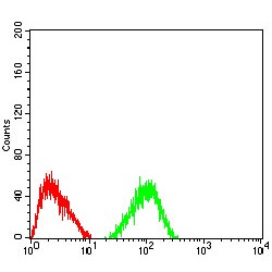 TNF Receptor-Associated Factor 2 (TRAF2) Antibody