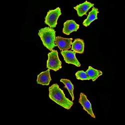 TNF Receptor-Associated Factor 2 (TRAF2) Antibody