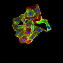 TNF Receptor-Associated Factor 2 (TRAF2) Antibody