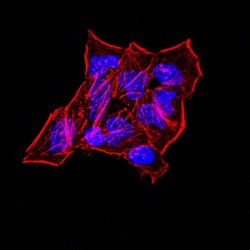 Synapsin-1 (SYN1) Antibody