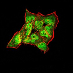 Synapsin-1 (SYN1) Antibody