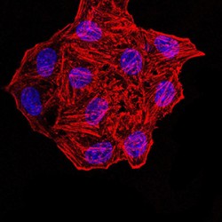 Synapsin-1 (SYN1) Antibody