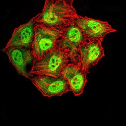 Synapsin-1 (SYN1) Antibody