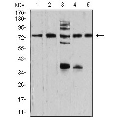 Synapsin-1 (SYN1) Antibody