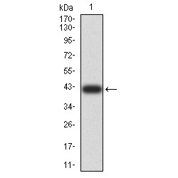 Synapsin-1 (SYN1) Antibody