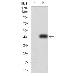 Synapsin-1 (SYN1) Antibody