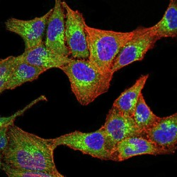 Membrane-Associated Progesterone Receptor Component 1 (PGRMC1) Antibody