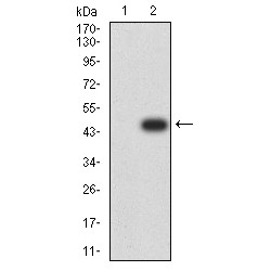 Mitogen-Activated Protein Kinase 10 / JNK3 (MAPK10) Antibody