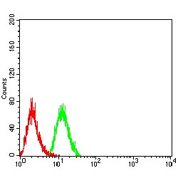 26S Proteasome Regulatory Subunit 6A (PSMC3) Antibody